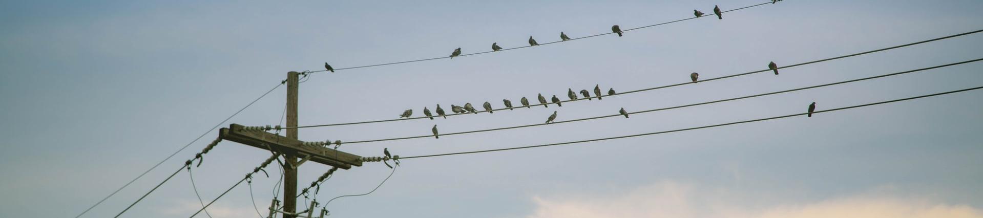 Birds on Power Line